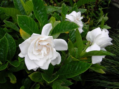 Gardenia Jasminoides Cape Jasmine Gardenia Js Pinterest