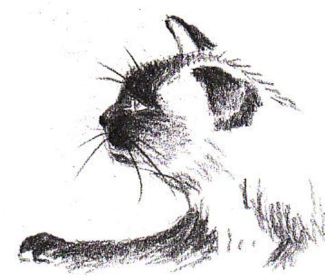 How To Draw A Siamese Cat Profile Feltmagnet