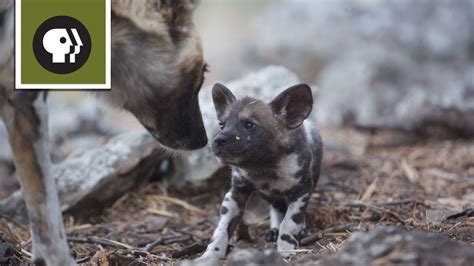 African Painted Dog Puppies 5 Facts You Did Not Know About African