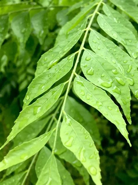 How To Grow Curry Leaves Caring For Curry Leaf Plants