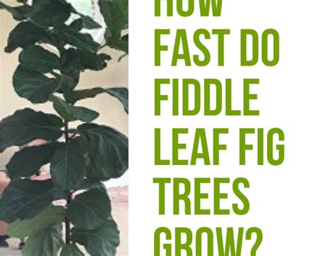 Is your fiddle leaf just not growing how you imagined? How Fast Do Fiddle Leaf Fig Trees Grow? (With a Photo ...
