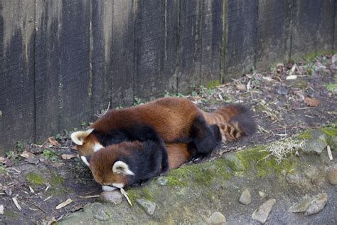 Red Pandas Mating A Photo On Flickriver