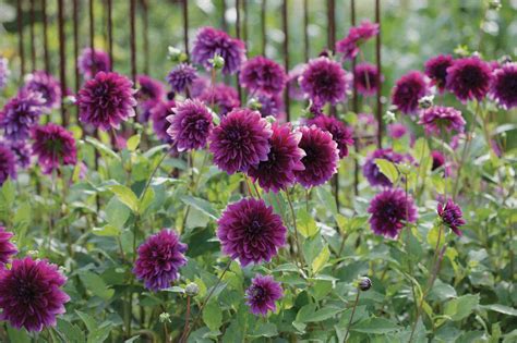Succulent plants have leaves or stems that are filled with juices, the stored water and nutrients that allow the plant to grow. 8 Tips for Growing Better Dahlias - Longfield Gardens