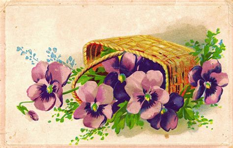 Antique Images Free Digital Pansy Flower Clip Art Botanical Purple