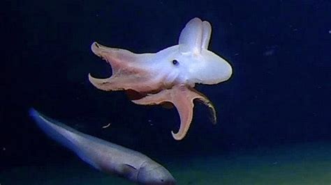Scientists Spot Octopus At Remarkable Ocean Depth The Weather Channel