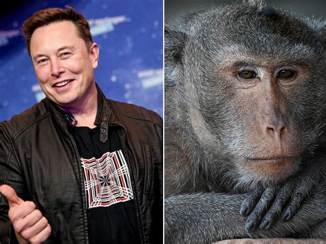 Elon Musks Brain Chip Company Neuralink Released A Video Of A Monkey