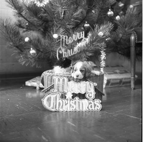 Maybe you would like to learn more about one of these? Humane Society of Washtenaw County | Ann Arbor District ...
