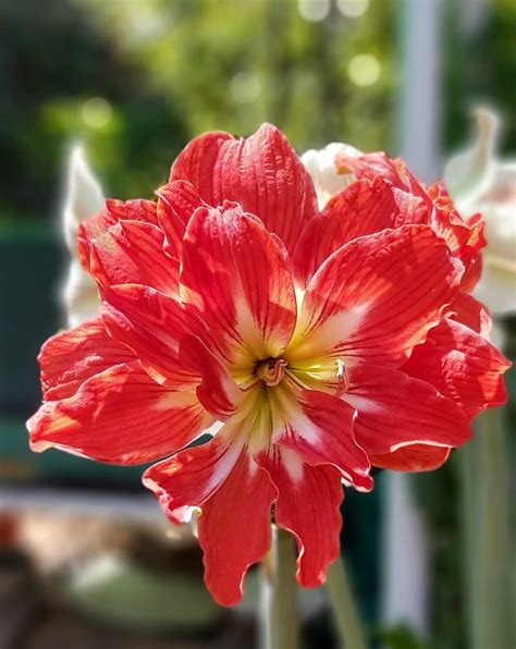 Jaipur Garden Amaryllis Lily Season