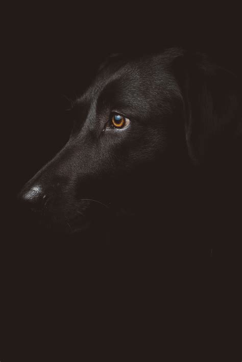 An Ode To The Black Dog A Poem For The Depressed