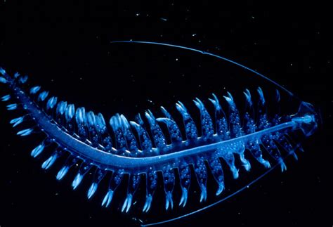 8 Beautiful Bioluminescent Creatures From The Sea Wired