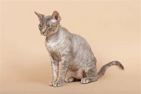 Devon Rex Kočky Informace Velikost Povaha Délka života And Cena Ifauna