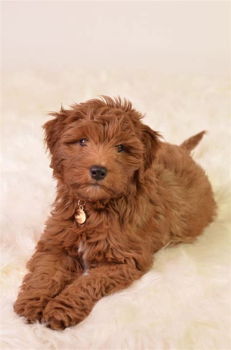 The f2b goldendoodle means there is a mix of generations also referred to as multigenerational doodles. Mini F1b goldendoodle puppy | Goldendoodle, Goldendoodle puppy