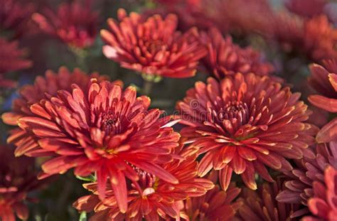 Red Chrysanthemums Stock Photo Image Of Flora Flowers 105277772
