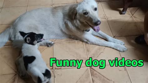Puppies And Golden Retriever Meeting For The First Time Youtube
