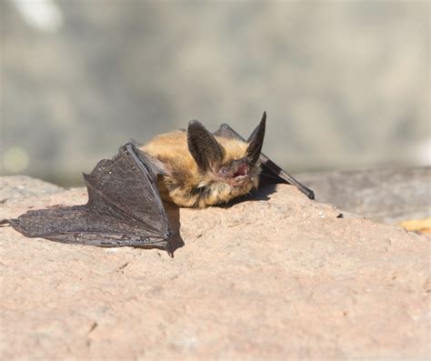 Bats Of The Idaho Sawtooths Sawtooth Society