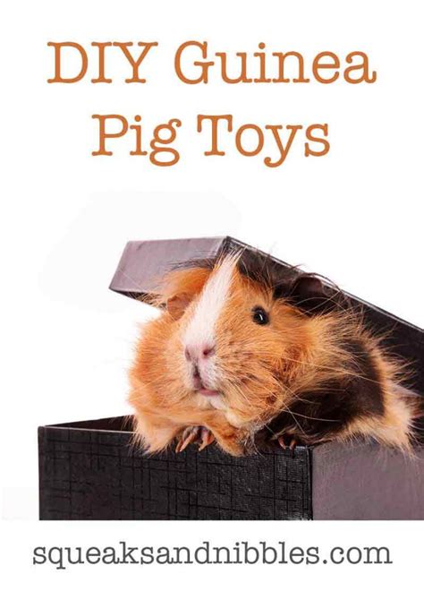 Diy Guinea Pig Toys The Best Guinea Pig Toys You Can Make