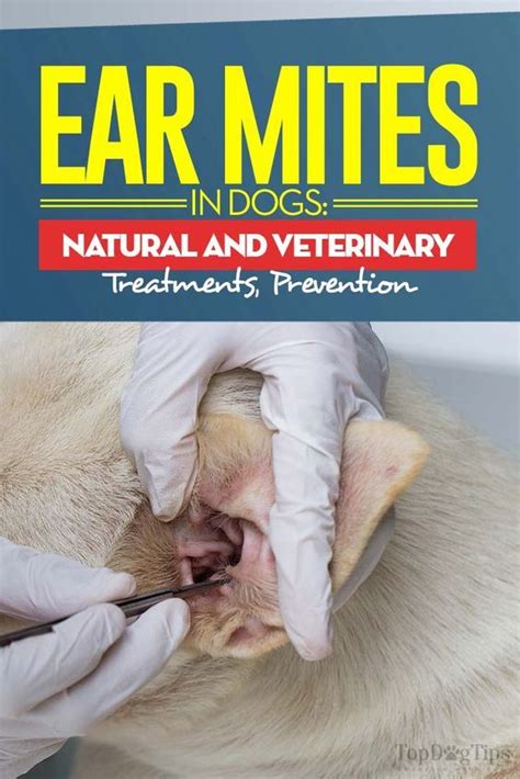 Ear Mites In Dogs Symptoms Natural Treatments And Prevention Dog