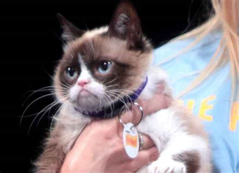 With her unique face and adorable personality, grumpy cat became a sensation years back that turned into the meme seen round the world. Grumpy Cat, The Internet's Favorite Cat, Dies At Age 7 ...