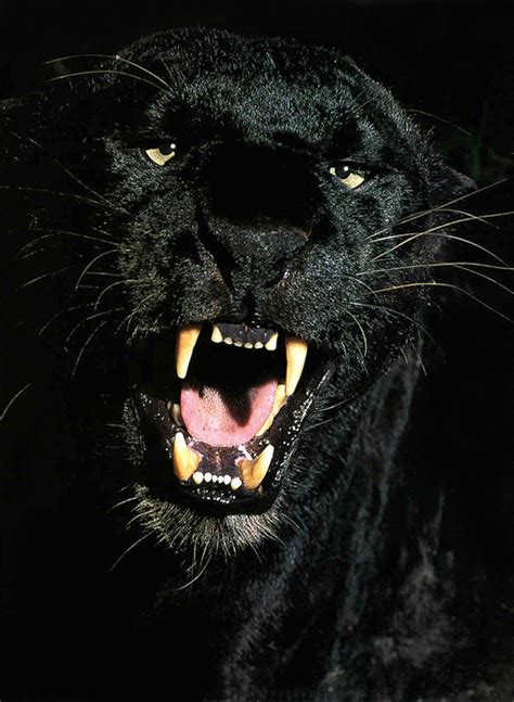 Black Panthers Black Panthers Photo 31170205 Fanpop