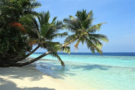 Palm Trees On The Beach Wallpapers And Images Wallpapers