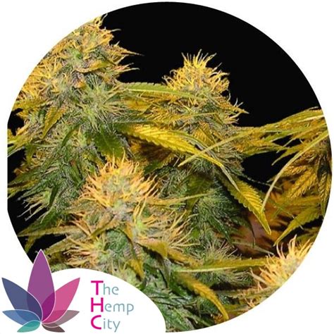 Dna Mix Pack Reserva Privada Seeds