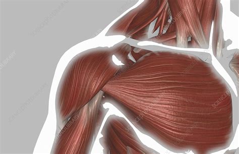 The Muscles Of The Shoulder Stock Image C0082641 Science Photo
