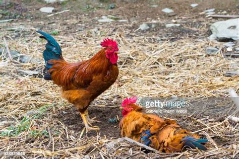 The Two Cocks Photos And Premium High Res Pictures Getty Images