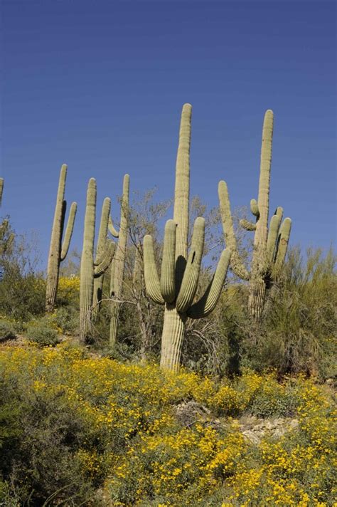 Gambar Gratis Saguaro Kaktus Sonora Gurun Cabeza Prieta Taman