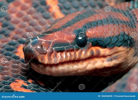 Red And Black Python Snake Stock Photo Image Of Orange Husk 156036858