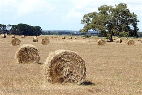 Hay Set For Another Hot Year Stock Journal Sa