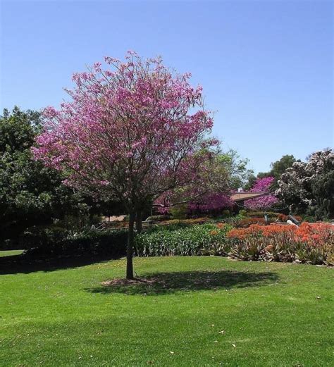 The Forest Pansy Redbud Tree For Landscape Color And Form