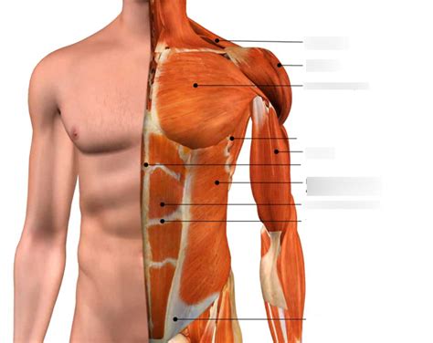 Bio 318 Exam 2 Muscles Of The Chest And Abdomen Diagram Quizlet