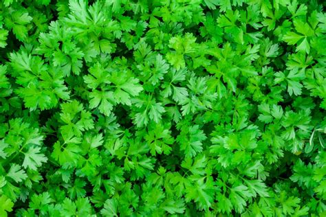 4 Different Types of Parsley (Plus Tips on How to Grow and Use Them) - Home Stratosphere