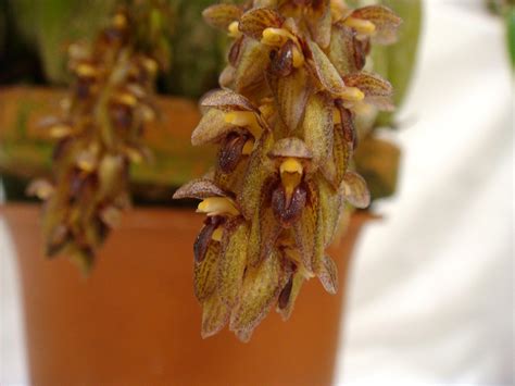 Bulbophyllum Propinquum Giulio Celandroni Orchidee