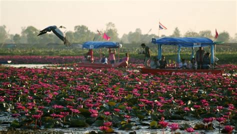 Tourists Head To The Spectacular Red Lotus Lake In Udon Thani Thaiger