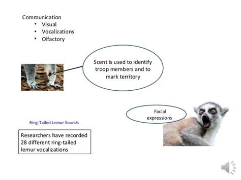 Ring Tailed Lemur Presentation