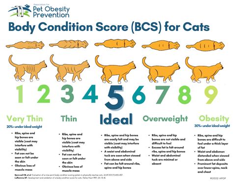 Recognizing And Helping Overweight And Obese Cats Preventive Vet