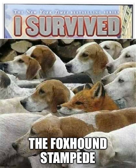 Image Tagged In Fox And Foxhoundsi Survived Imgflip