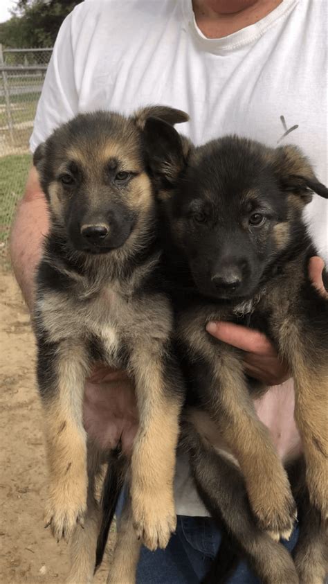 German Shepherd Puppies For Sale Alabama Shores Road Al 285278