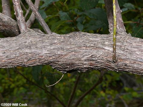 Common Buttonbush Cephalanthus Occidentalis