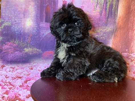 If you are interested in adopting a puppy, please complete the application, copy and paste into an email to me at daisypatchgail@aol.com. Shih Tzu Puppies For Sale | Clifton, NJ #317948 | Petzlover