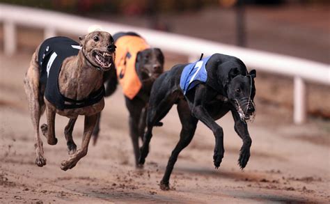 Greyhound Racing Funding Up €2.4 Million - Sport for Business