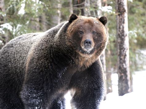 Boss The Banff Grizzly Bear He Tweets From Albertaboss Bear