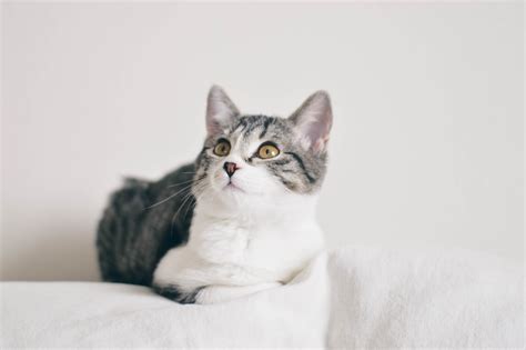 Free Images White Kitten Whiskers Vertebrate European Shorthair