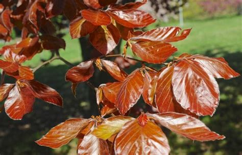 Copper Or Purple Beech A Tree Worth Waiting For A Way To Garden