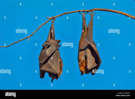Black Fruit Bat Black Flying Fox Pteropus Alecto Two Black Flying