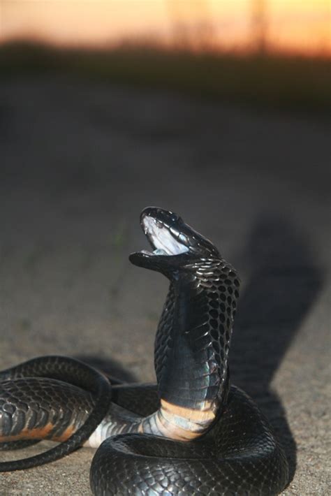 Black Necked Spitting Cobra Cobras Photo 28641638 Fanpop