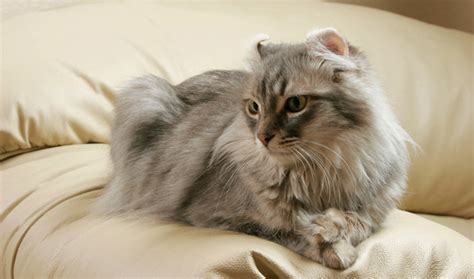 american curl cat breed information cat breeds  thepetowners