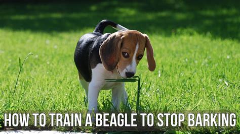 How To Train A Beagle To Stop Barking Youtube