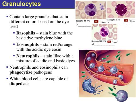 Granulocytes And Agranulocytes